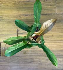 Philodendron Florida Bronze Well Rooted Plant in Jiffy Bag