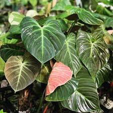 Philodendron elchoco red (Tissue Culture Plant in Jiffy Bag)