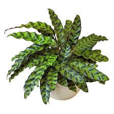 Calathea Insignis (Well Rooted Plant Without Pot)