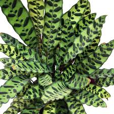 Calathea Insignis (Well Rooted Plant Without Pot)