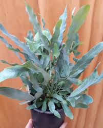 BLUE STAR FERN IN JIFFY BAG