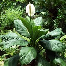 spathiphyllum sensation ( tisuue culture plant in jiffybag)