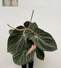 FOLIAGE ANTHURIUM KING OF SPADE HYBRID IN JIFFYBAG