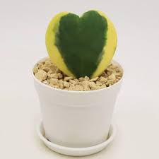Hoya HEART VERIGATED 2" POT (RARE)