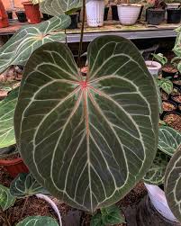 FOLIAGE ANTHURIUM KING OF SPADE HYBRID IN JIFFYBAG