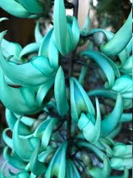 BLUE Jade Vine (AIR LAYERD) IN 3"  Pot