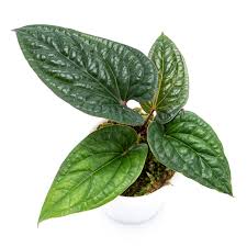 FOLIAGE ANTHURIUM LUXURIAN HYBRID IN JIFFYBAG