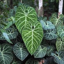 FOLIAGE ANTHURIUM REGALE IN JIFFY BAG