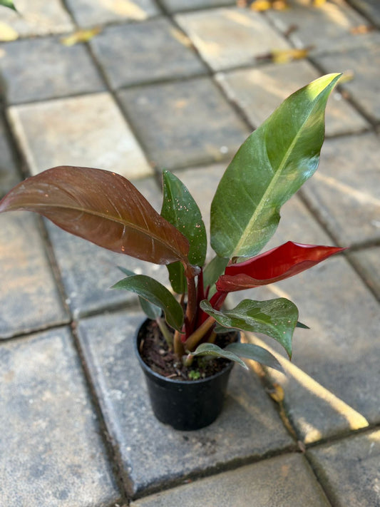 SUNRED PHILODENDRON IN 3" POT