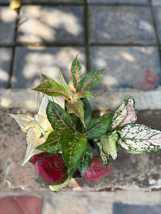 5 AGLONEMA  15-20 CM PLANTS COMBO 849-  SUPER WHITE,10 CARROT,BUTTERFLY,BEAUTY,EILEEN PINK IN 3" SQUARWE POT (Copy)