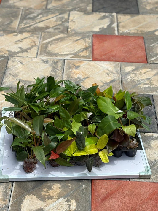 50 philodendron super combo 5999 ( jiffy plants)