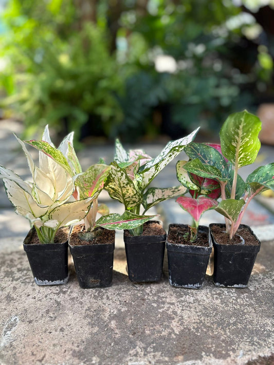 5 AGLONEMA  15-20 CM PLANTS COMBO 849-  SUPER WHITE,10 CARROT,BUTTERFLY,BEAUTY,EILEEN PINK IN 3" SQUARWE POT (Copy)