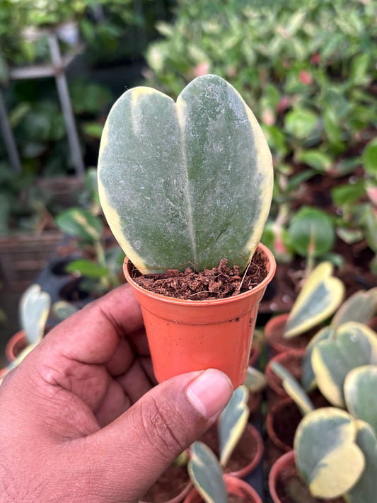 Hoya HEART VERIGATED 2" POT (RARE)