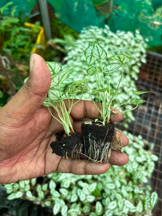 caladium hanging type miniature white pack of 3 in net pot