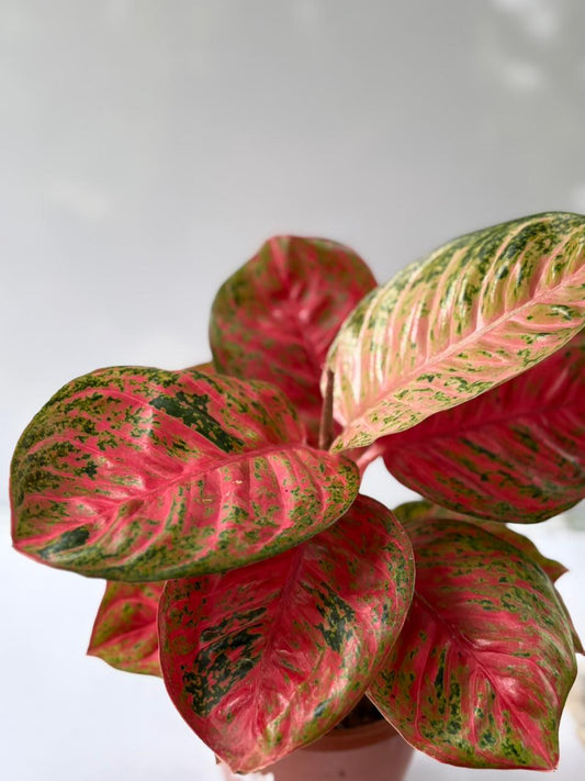 AGLONEMA WULANDARY IN 5" POT