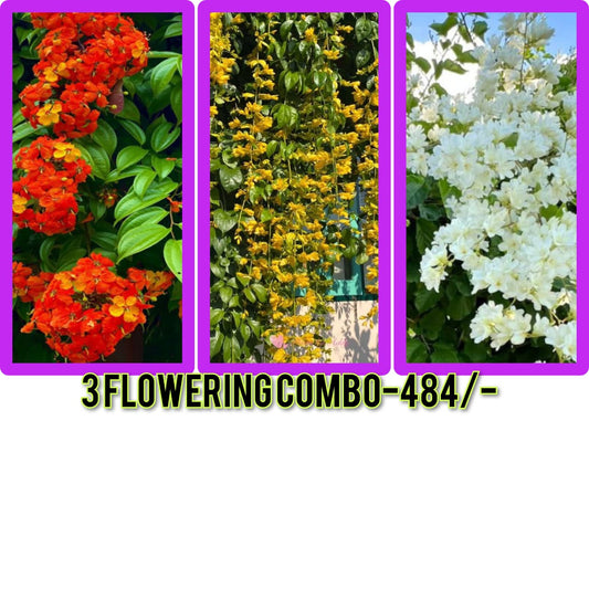 3 flowering combo 484/- Bauhinia Coccinea Rooted plant in poly bag ,manimulla,golden cascade in jiffy bag