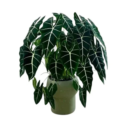 Alocasia Frydek (Plant with bulb in Jiffy bag)