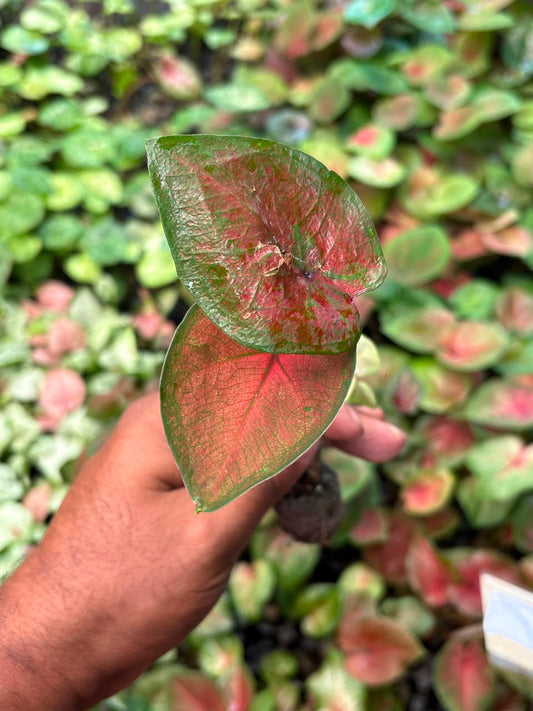 Thai Dwarf Caladium  CLONE NO 29 Sprouted Bulb in paper bag