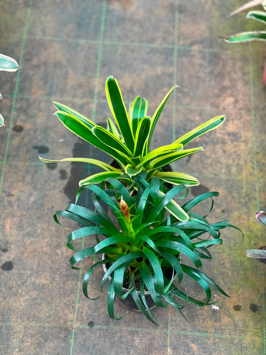 COMBO OF 2 BROMELIADS IN POT  ONAM COMBO 649/-