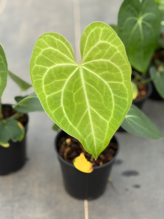 FOLIAGE ANTHURIUM ACE OF SPADE HYBRID ( CROSS)  IN POT
