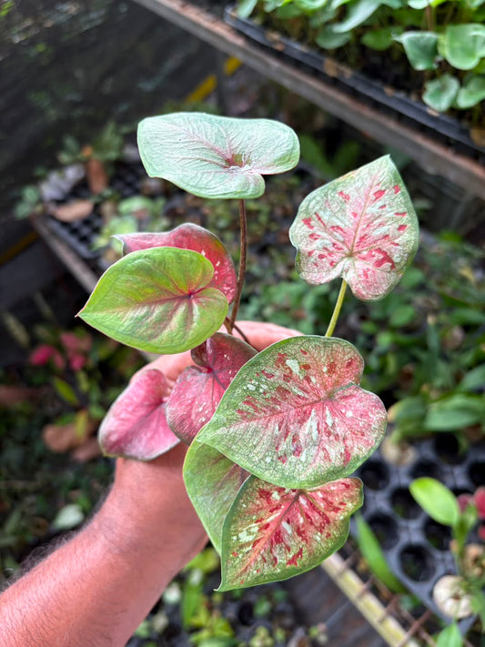 3 RARE EXOTIC THAI CALADIUM SPROUTED BULBS COMBO 555/-