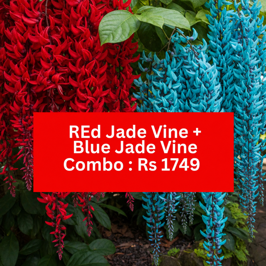 RED JADE & BLUE JADE ECONOMY COMBO -1749