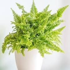 Fern Fluffy