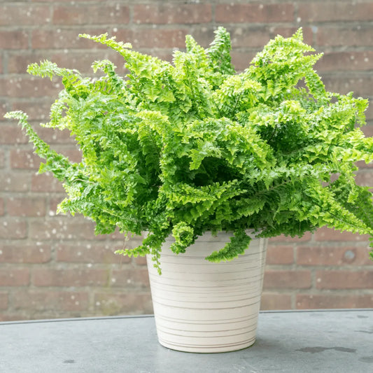 Fern Fluffy