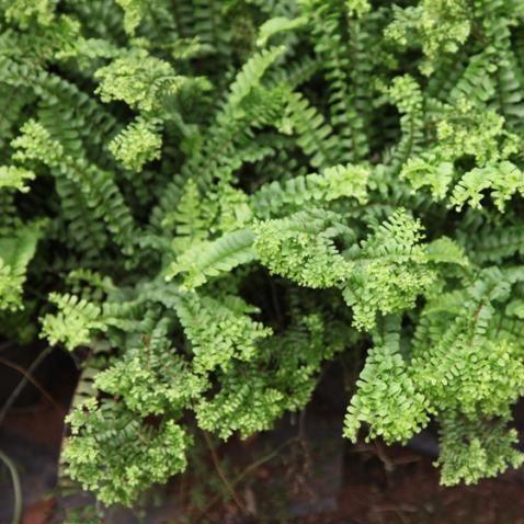 Petticoat Fern (4 inch Potsize Plant) Without Pot