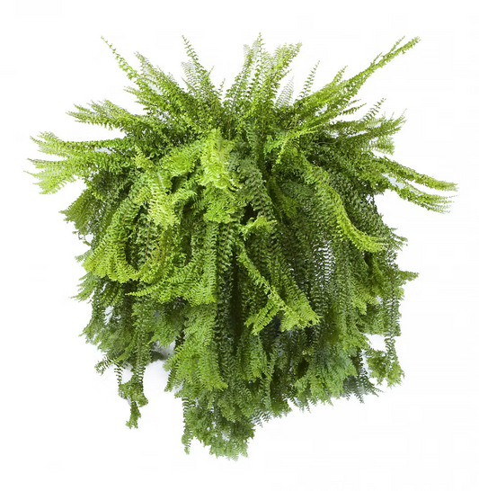Petticoat Fern (4 inch Potsize Plant) Without Pot