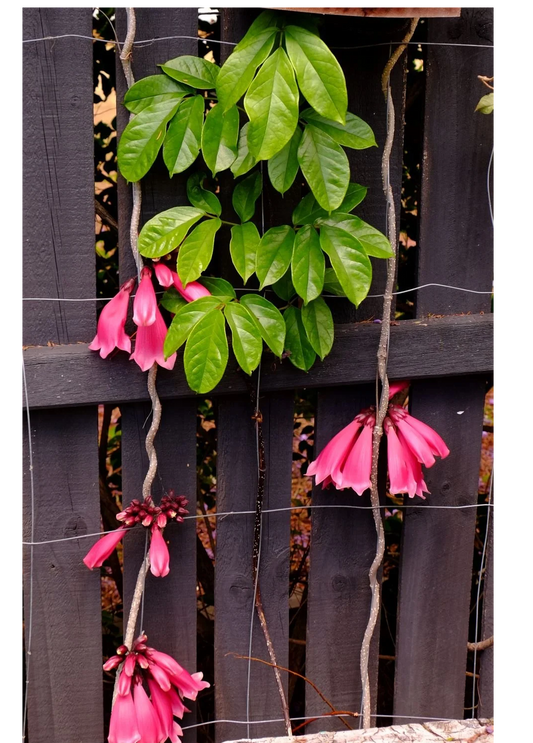 RED Jade Vine , Cats claw, thunbergia variegated, manimulla, fraser island combo-1450/-