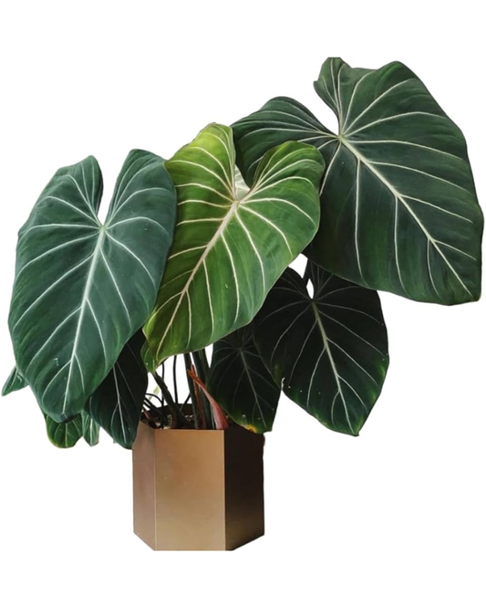 Philodendron GLORIOSAM  (Plant in Jiffy Bag)