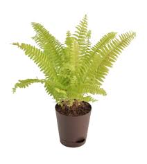 Fern Golden