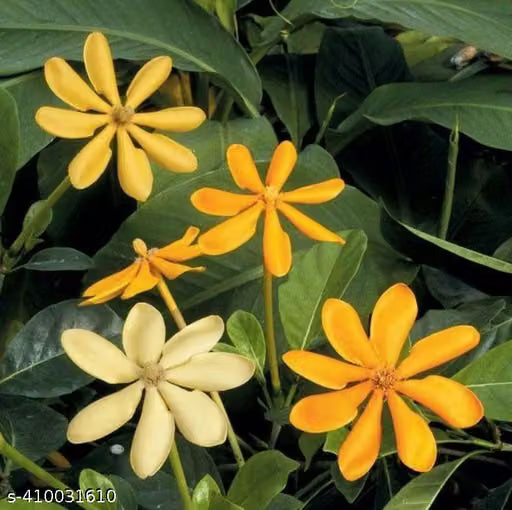 Fragrant Flowering Combo - Golden Gardenia,Yesterday Today Variegated, Yesterday today normal, Lemon vine variegated / in Poly bags