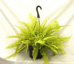 Fern Golden