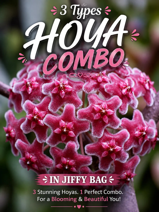 3 TYPES  HOYA  COMBO IN JIFFY BAG ( CARNOSA,AUSTRALIAS,NARROW LEAF)