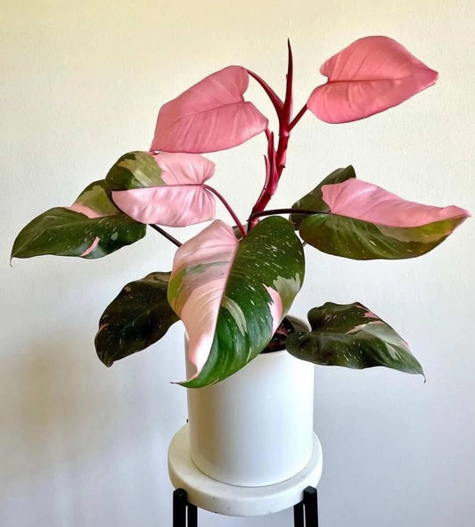 Philodendron pink princess marble (Tissue Culture Plant in Jiffy Bag)