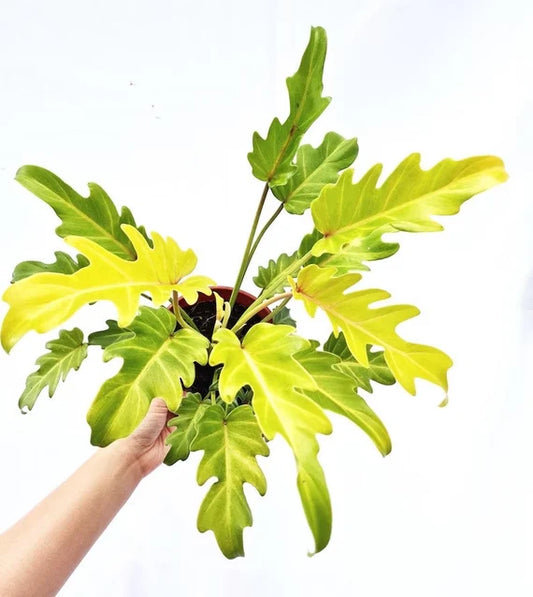 Xanadu Gold Philodendron (Tissue Culture Plant in Jiffy Bag)