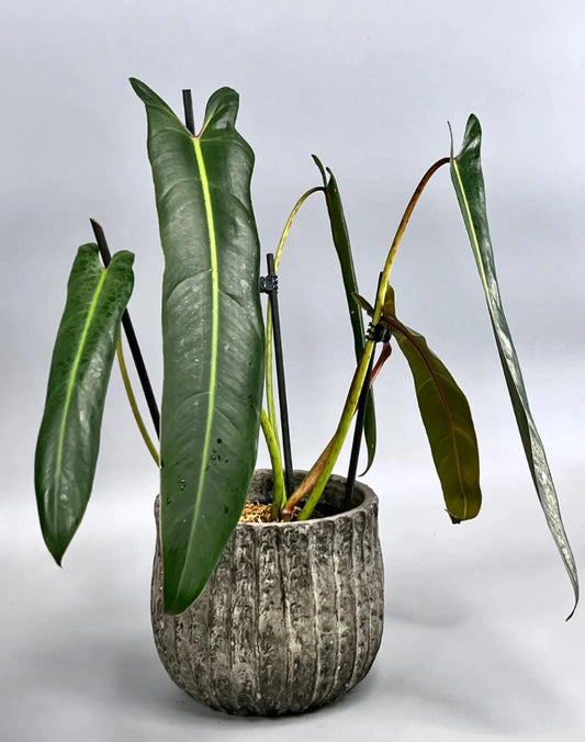Philodendron SPIRITUS SANCTI  (Plant in Jiffy Bag)