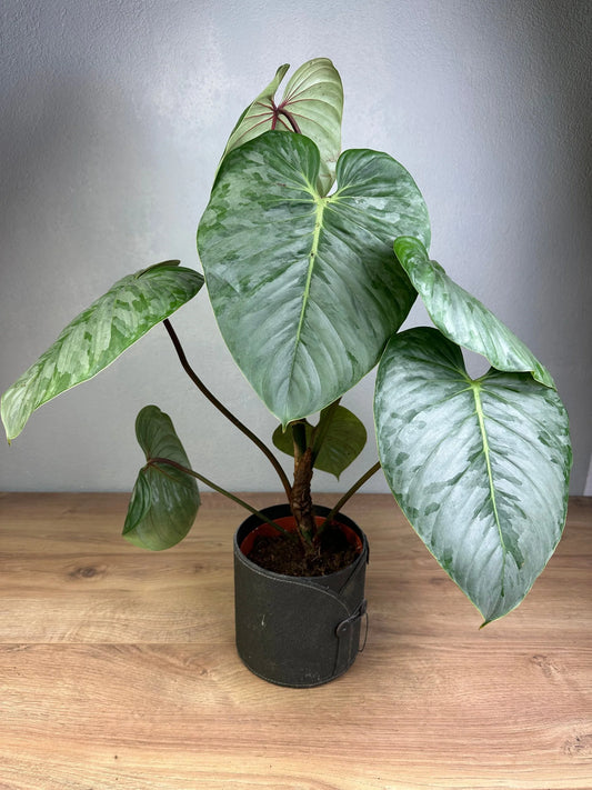 Sodiroi Philodendron in 3" POT