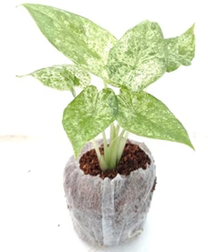 Alocasia batik verigated sprouted bulb in jiffy bag