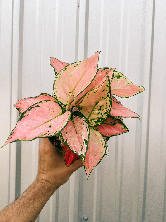 AGLONEMA PINK VALANTAIN  5-8 CM PLANT IN NET POT