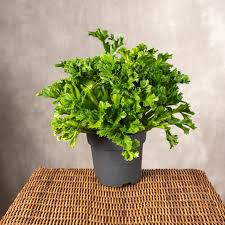 ASPELINUM LESLI -  BIRD NEST FERN SMALL PLANT IN JIFFY BAG