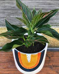 AGLONIMA ROTUNDAM VEIN 5-8 CM SEEDLING IN NET POT