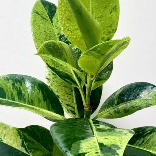FICUS shiveriana in jiffy bag