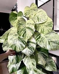 MARBLE QUEEN POTHOS ( MONEY PLANT ) IN NET POT