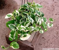 ENJOY POTHOS ( MONEY PLANT) IN 3" POT
