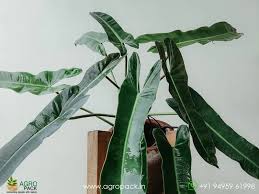 Philodendron SPIRITUS SANCTI  (Plant in Jiffy Bag)
