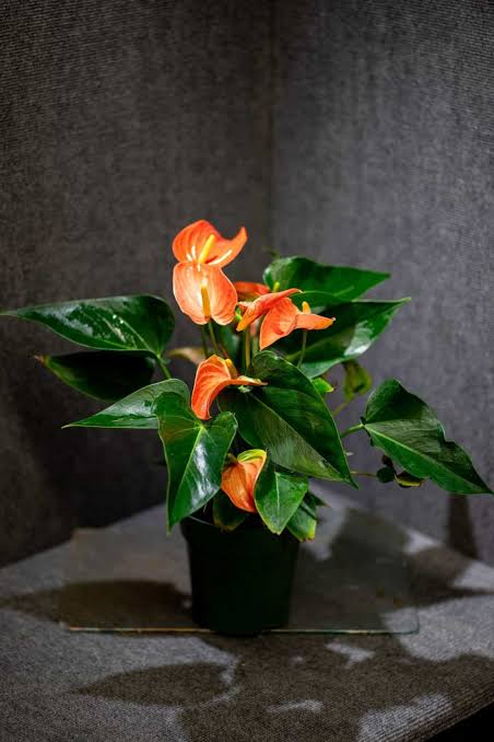 SEEDLING FLOWERING ANTHURIUM ORANGE IN PAPERBAG