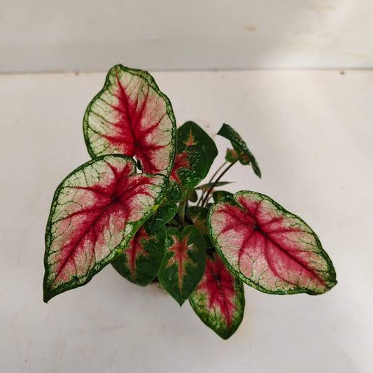 Thai Dwarf Caladium tickle me pink sapling in jiffy bag